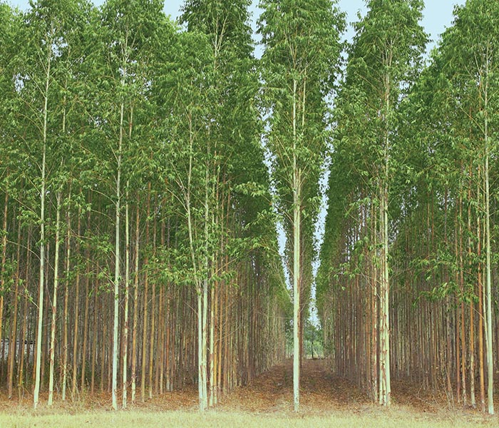 700x600 eucalyptua.jpg