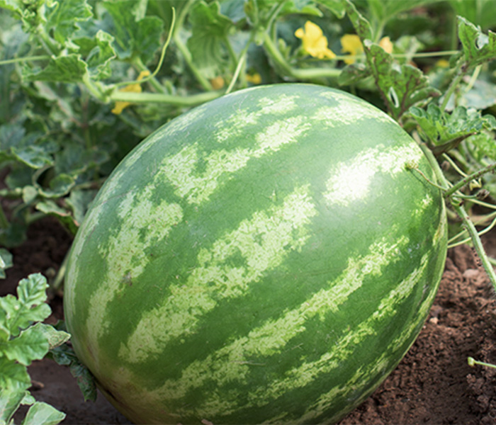 700x600_watermelon_ellepot.jpg