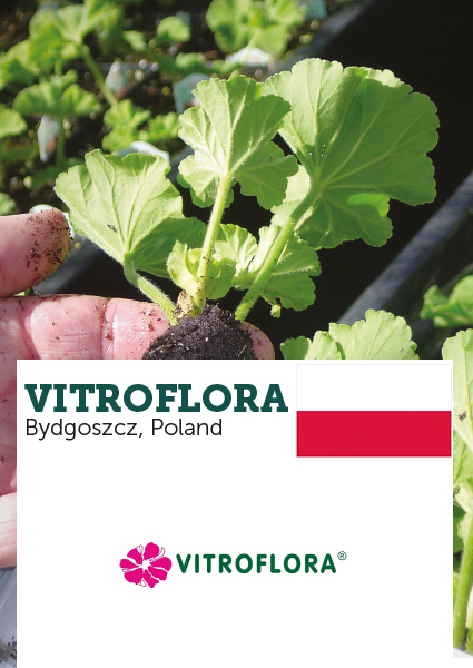 vitroflora client ellepot.jpg