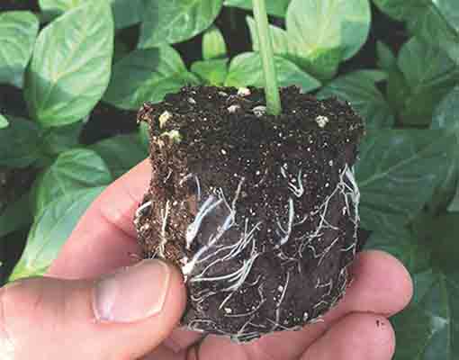 510x400_roots_ellepot.jpg