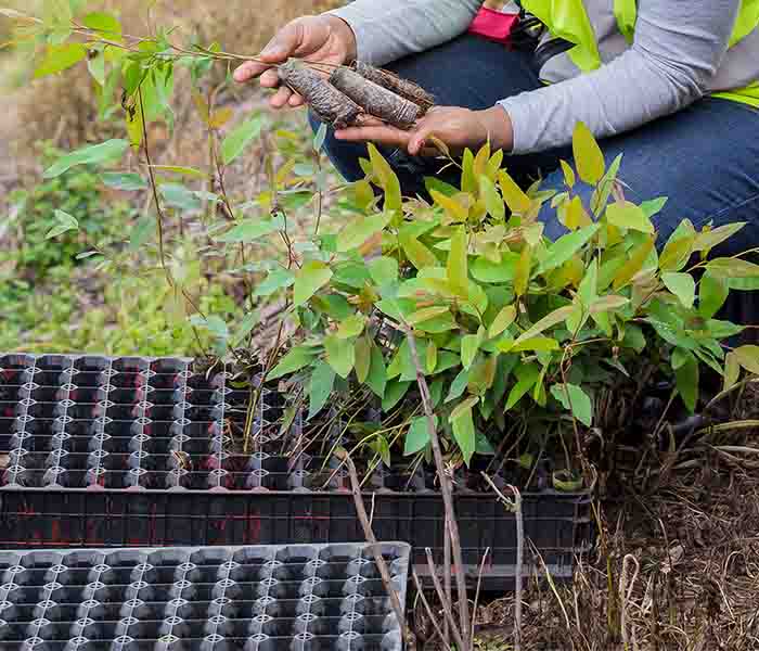 700X600 Ellepot Forestry Propagation