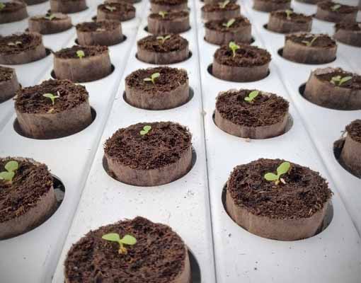 510X400 Ellepot Hydroponic Growing (1)