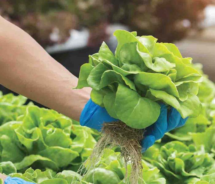 700X600 Ellepot Propagation Lettuce Hydroponic Growing Sustainable