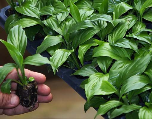 510X400 Ellepot Propagation Flowers In Paper Pot