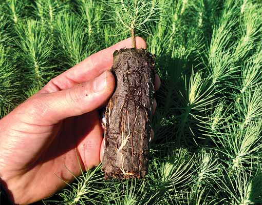 Ellepot sustainable propagation of pines