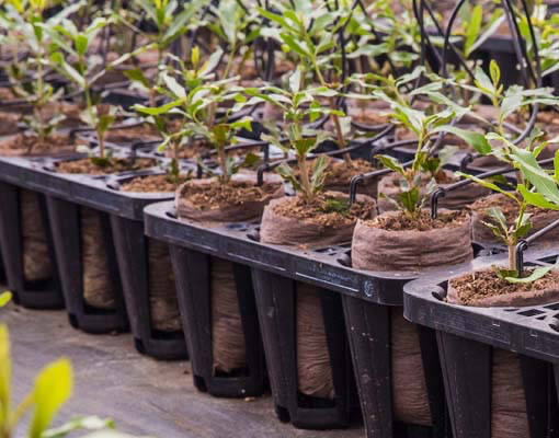 510X400 Ellepot Jumbo pots in AirTrays