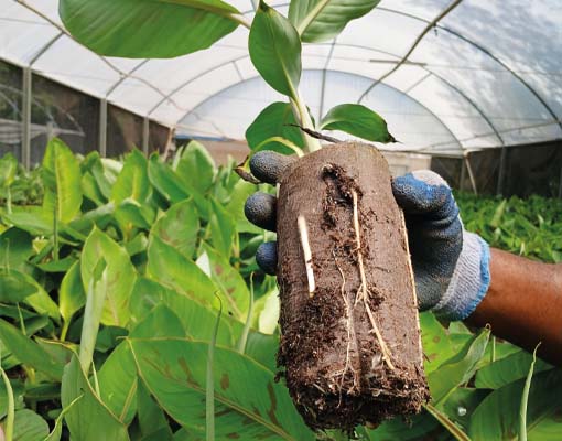 Ellepot banana tissue culture up to 20% faster rooting