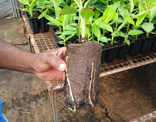 Root air pruning enhanced by Ellepot’s specially developed technologies in papers and trays provides healthy and fast root development, high plant uniformity, and shorter than average bench cycles