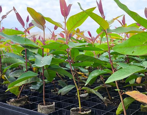Ellepot system for Eucalyptus propagation_logistics costs can potentially be reduced by up to 40%, simply by switching from plastic to paper pots