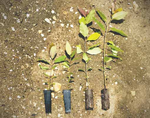 Faster propagation time in Ellepot vs plastic tubettes/inserters