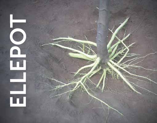 Eucalyptua_roots in Ellepot_Mature roots showing even root distribution in all four quadrants with Ellepot Paper vs Plastic Tubette / Inserter